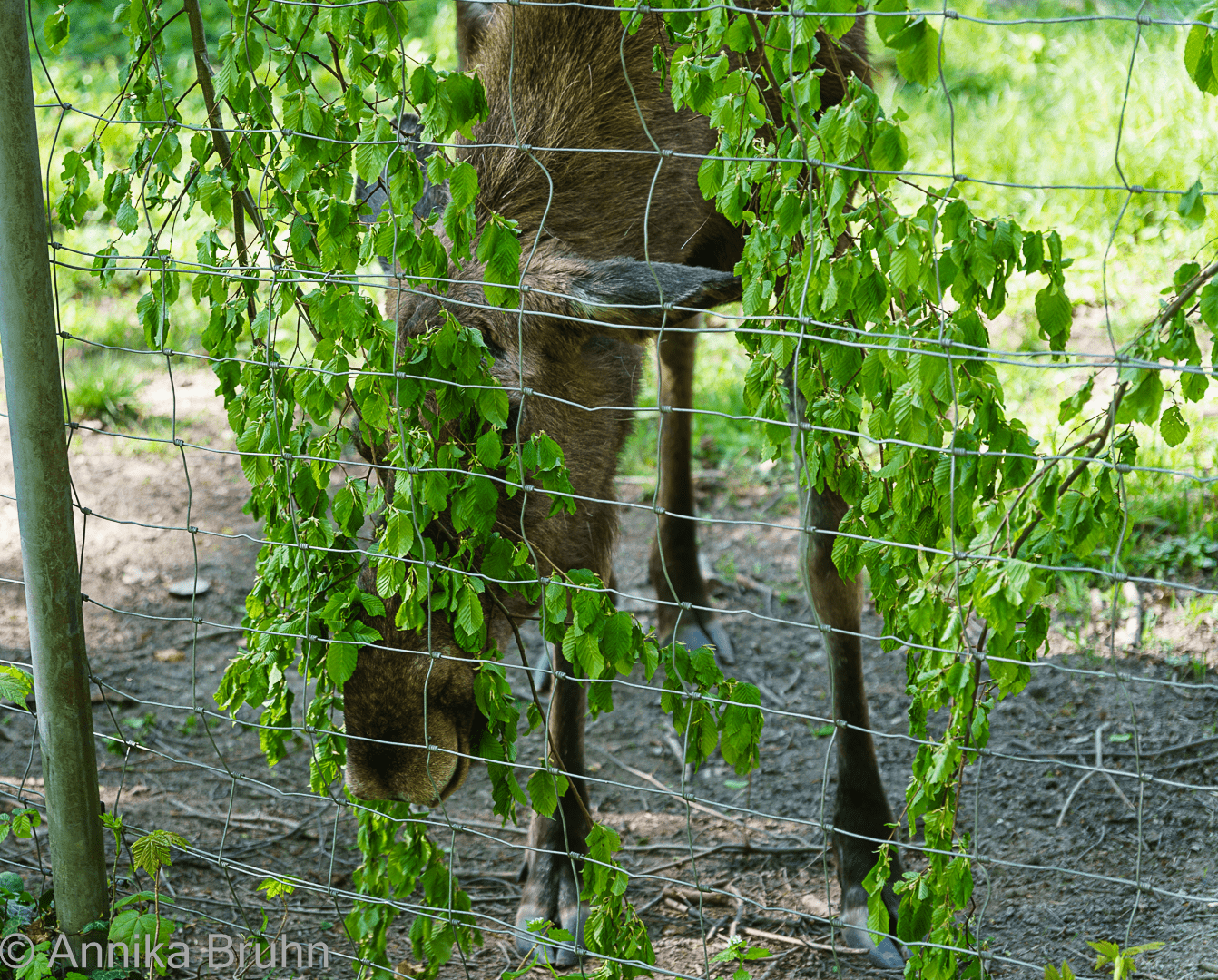 Kleiner Elch tarnt sich!